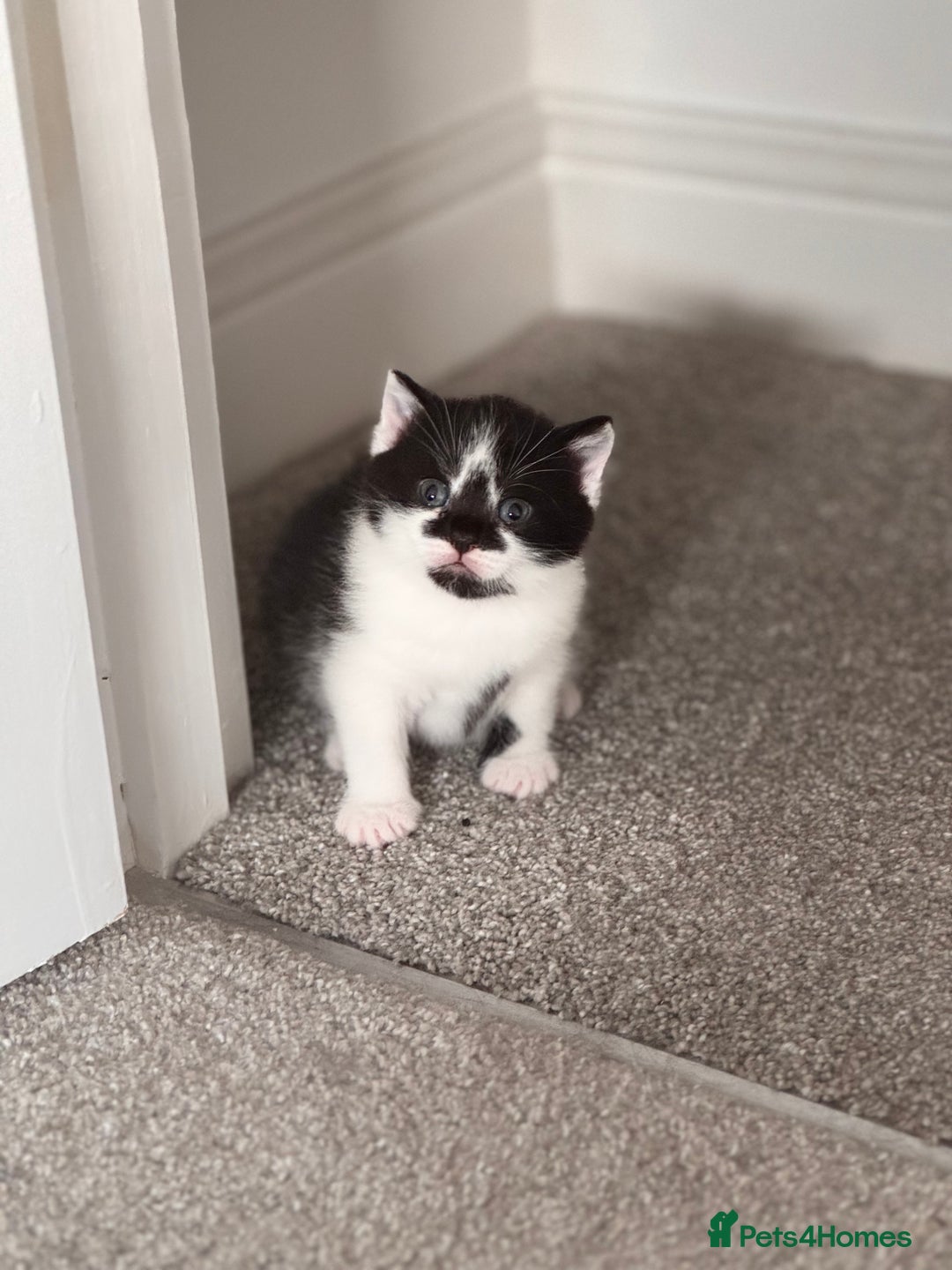Mixed Breed cats for sale: 🐾 Half British Shorthair Kittens Available! 🐾 - Image 13