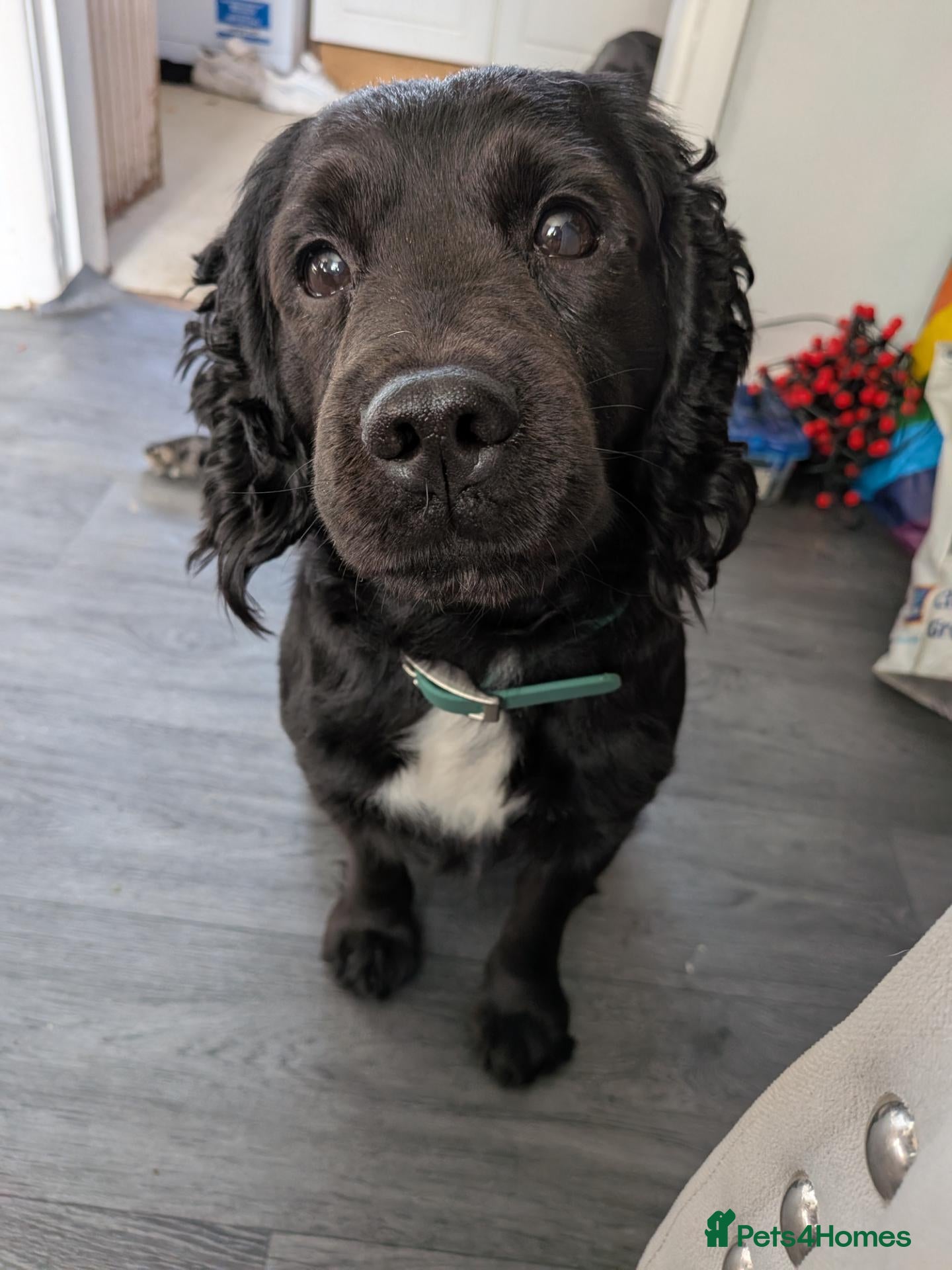 Cocker Spaniel dogs for sale: 5 yr old cocker spaniel  - Advert 2