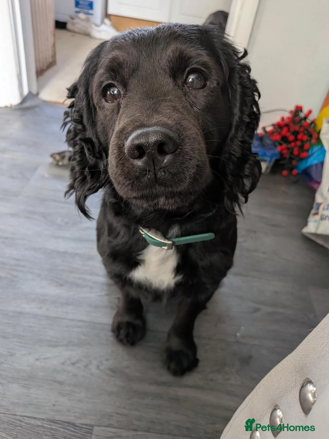 Cocker Spaniel dogs for sale: 5 yr old cocker spaniel  in Sleaford - Advert 1