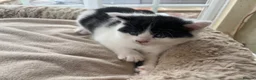 Mixed Breed cats for sale: Beautiful long hair kittens  - Advert 12