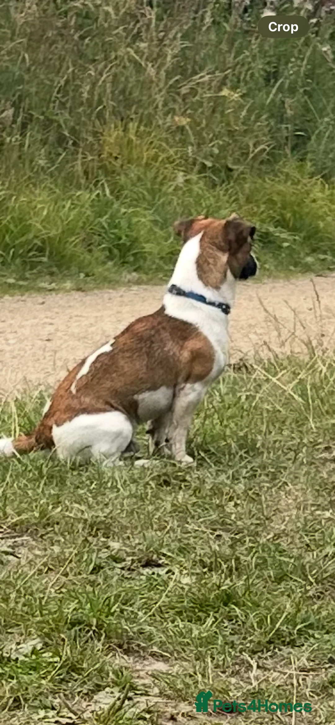 Jack Russell dogs for stud: Miniature Jack Russell for Stud in Newcastle upon Tyne - Advert 14