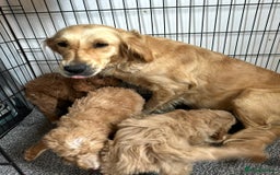 Goldendoodle dogs for sale: STUNNING GOLDEN DOODLES READY NOW - Image 23