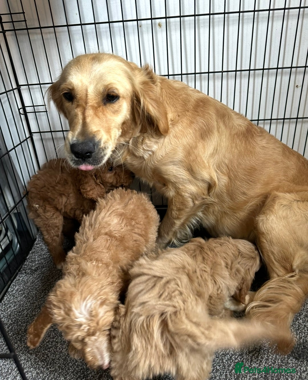 Goldendoodle dogs for sale: STUNNING GOLDEN DOODLES READY NOW - Image 23