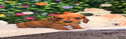 Dachshund dogs for sale: Standard Dachshund Puppies - READY NOW - Advert 13