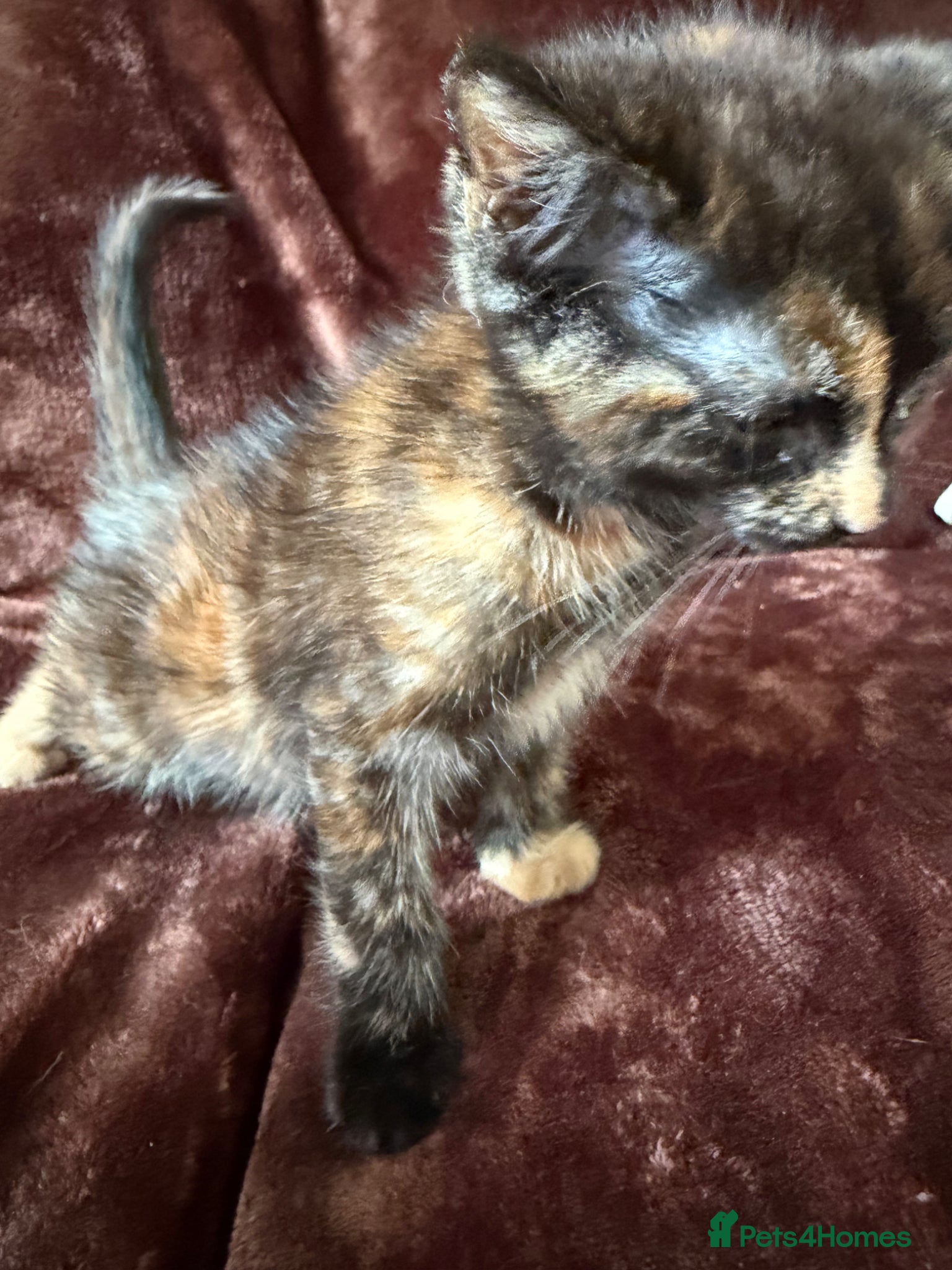 Mixed Breed cats for sale: Tortie Female Kittens - Advert 6