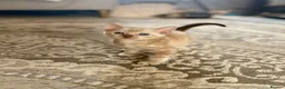 Bengal cats for sale: Beautiful bengal  - Advert 6