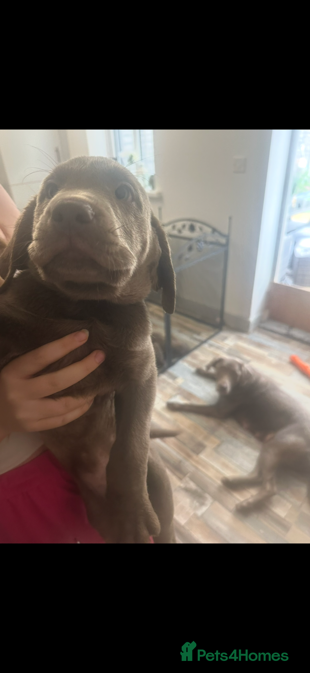 Labrador Retriever dogs for sale: Silver labradors *READY TO LEAVE* - Image 11