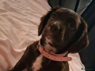 English Springer Spaniel dogs - Advert 23