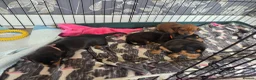 Miniature Dachshund dogs for sale: Minature Dachshund  - Advert 2