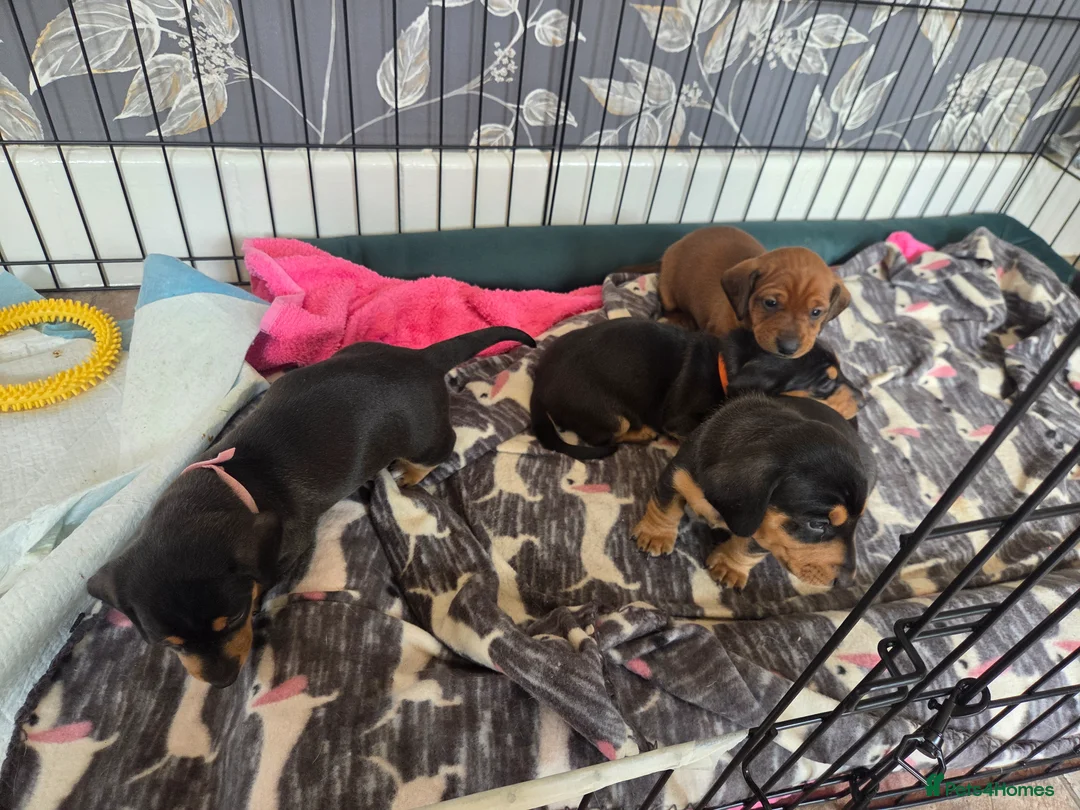 Miniature Dachshund dogs for sale: Minature Dachshund  - Advert 2