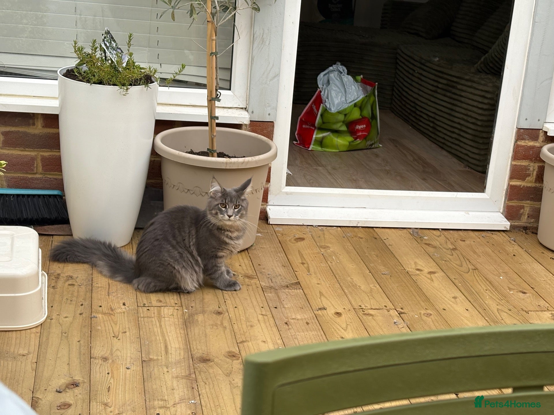 Maine Coon cats Beautiful full breed blue silver tabby Maine coon - Advert 10