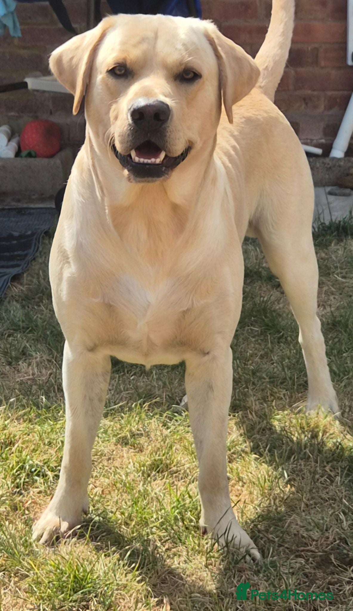 Labrador Retriever dogs STUD ONLY KC REGISTERED LABRADOR FTC BLOODLINES  - Advert 1