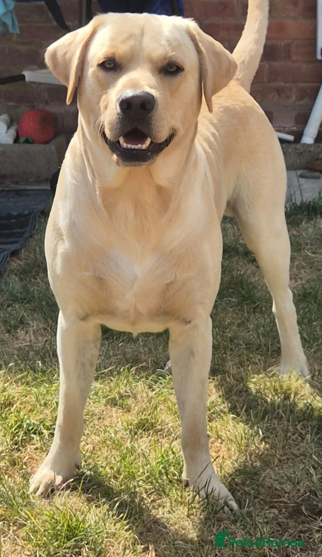 Labrador Retriever dogs for stud: STUD ONLY KC REGISTERED LABRADOR FTC BLOODLINES  - Advert 1