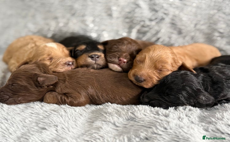 Cockapoo dogs - Advert 5