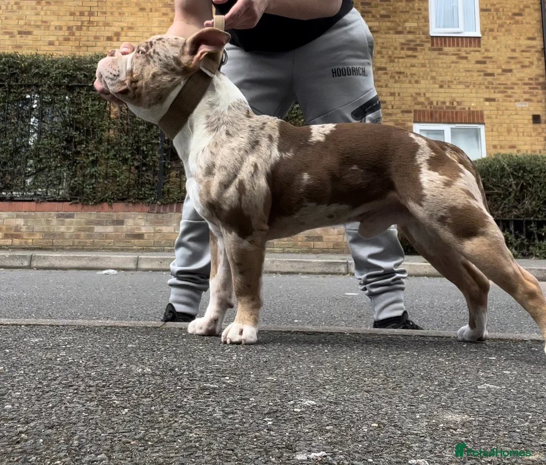 American Bully dogs for stud: BIGGZ - AMERICAN POCKET BULLY -ABKC in Erith - Advert 6
