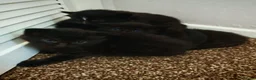 Domestic Shorthair cats for sale: Little tuxedo kittens🐈‍⬛🤍 - Advert 3
