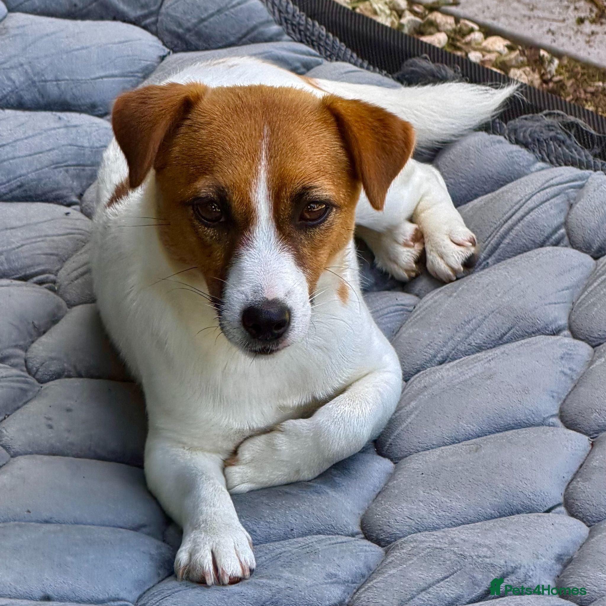 Jack Russell dogs FIONA – Young Jack Russell Terrier - Advert 1