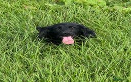 Cocker Spaniel dogs for sale: Black working cocker spaniel  - Image 1