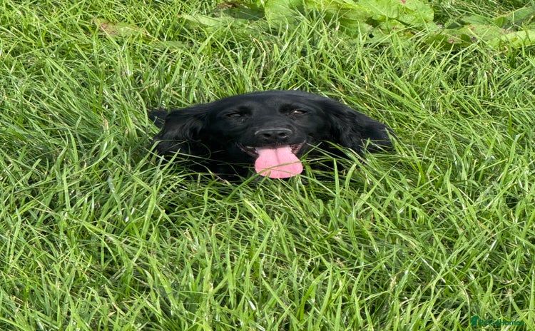 Cocker Spaniel dogs for sale - Advert 1