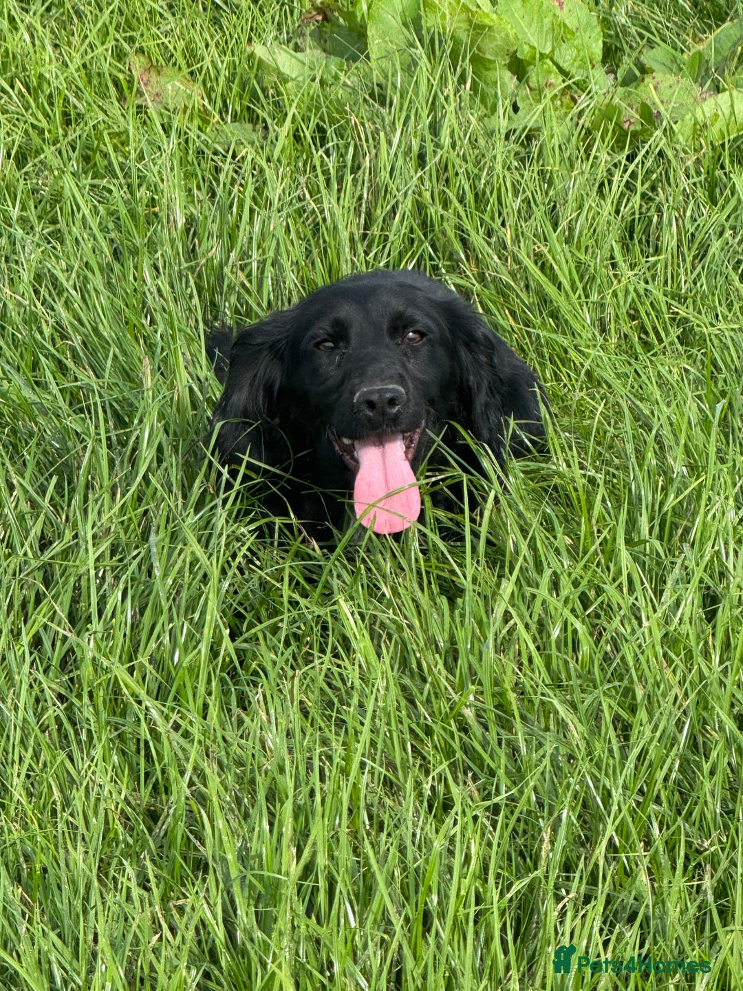 Cocker Spaniel dogs for sale: Black working cocker spaniel  - Image 1