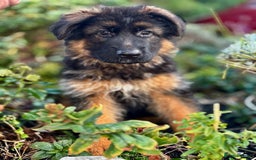 German Shepherd dogs for sale: Ready for new home. German Shepard 1 boy Left!!!  - Image 31