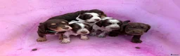 Cocker Spaniel dogs for stud: Quality WCS, fully health tested - Advert 2
