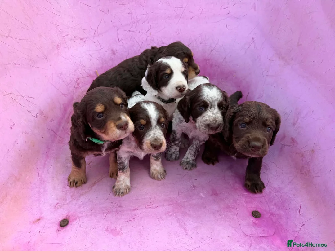 Cocker Spaniel dogs for stud: Quality WCS, fully health tested - Advert 2