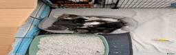 Mixed Breed cats for sale: 🐾 Gorgeous Kittens Looking for Forever Homes 🐾 in Andover - Advert 8