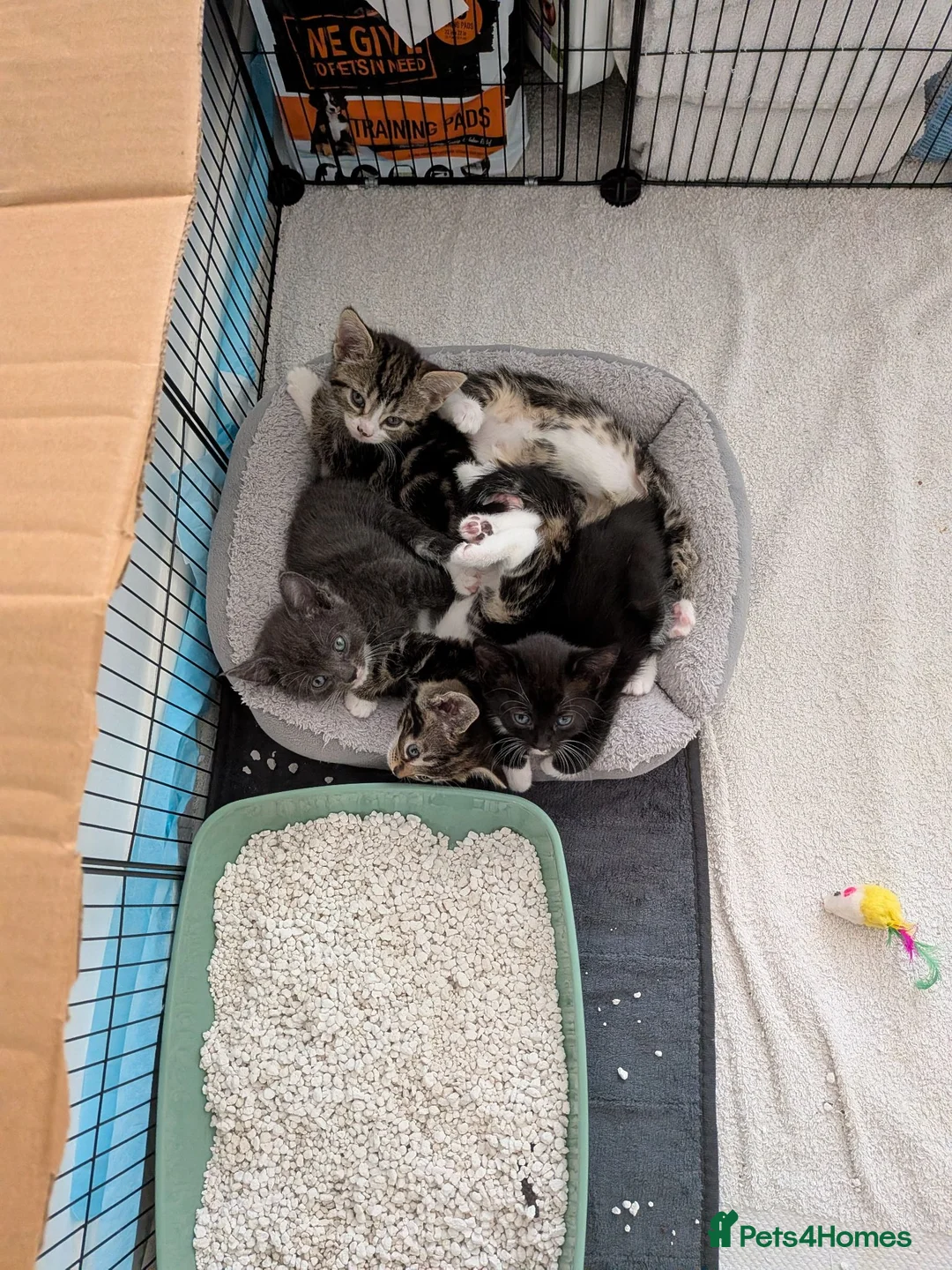 Mixed Breed cats for sale: 🐾 Gorgeous Kittens Looking for Forever Homes 🐾 in Andover - Advert 8