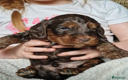 Cockapoo dogs for sale: red sable merle boy left 💜 - Image 18