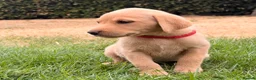 Labrador Retriever dogs for sale: Working Labrador Puppies – KC Registered in Shrewsbury - Advert 3
