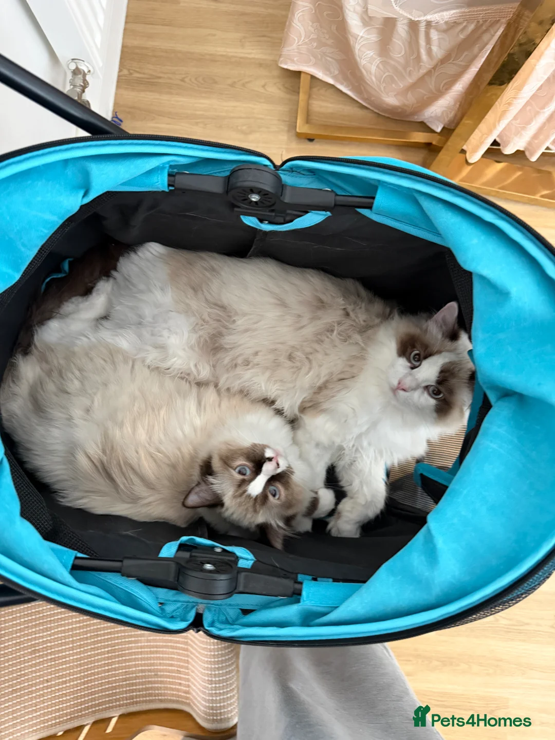 Ragdoll cats for sale: Beautiful Ragdoll kittens siblings  - Advert 2