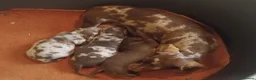 Miniature Dachshund dogs for sale: Miniature dashchund puppy - Advert 3