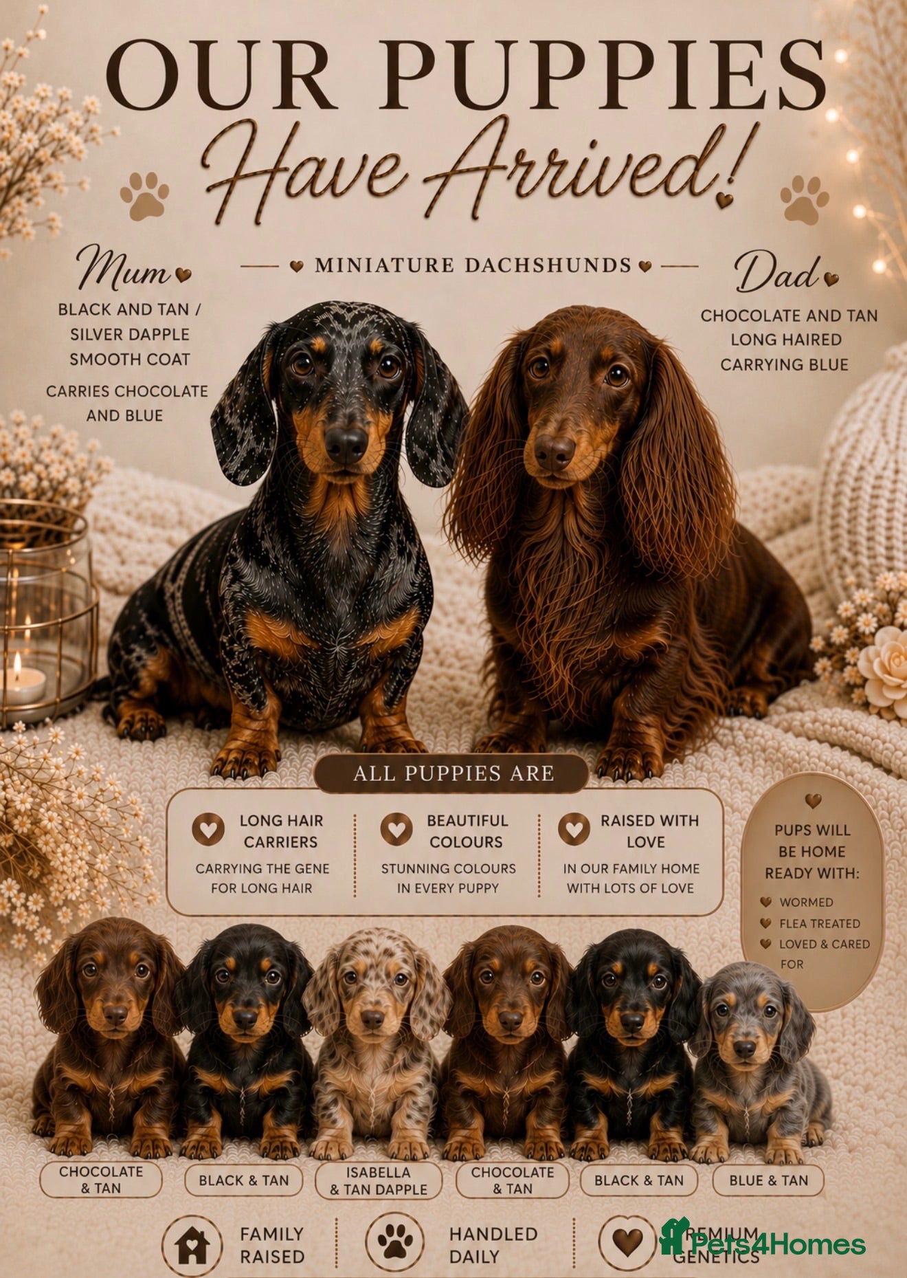 Miniature Dachshund dogs ✨ Only 3 left ✨  - Advert 2