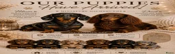 Miniature Dachshund dogs for sale: Miniature Dachshunds  - Advert 1