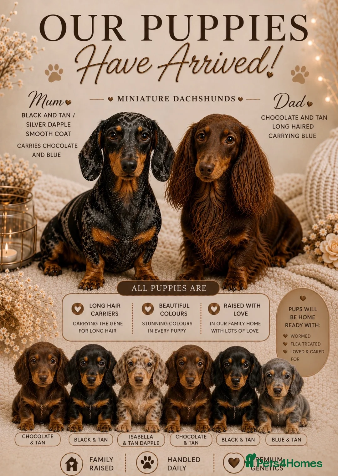 Miniature Dachshund dogs for sale: Miniature Dachshunds  - Advert 1