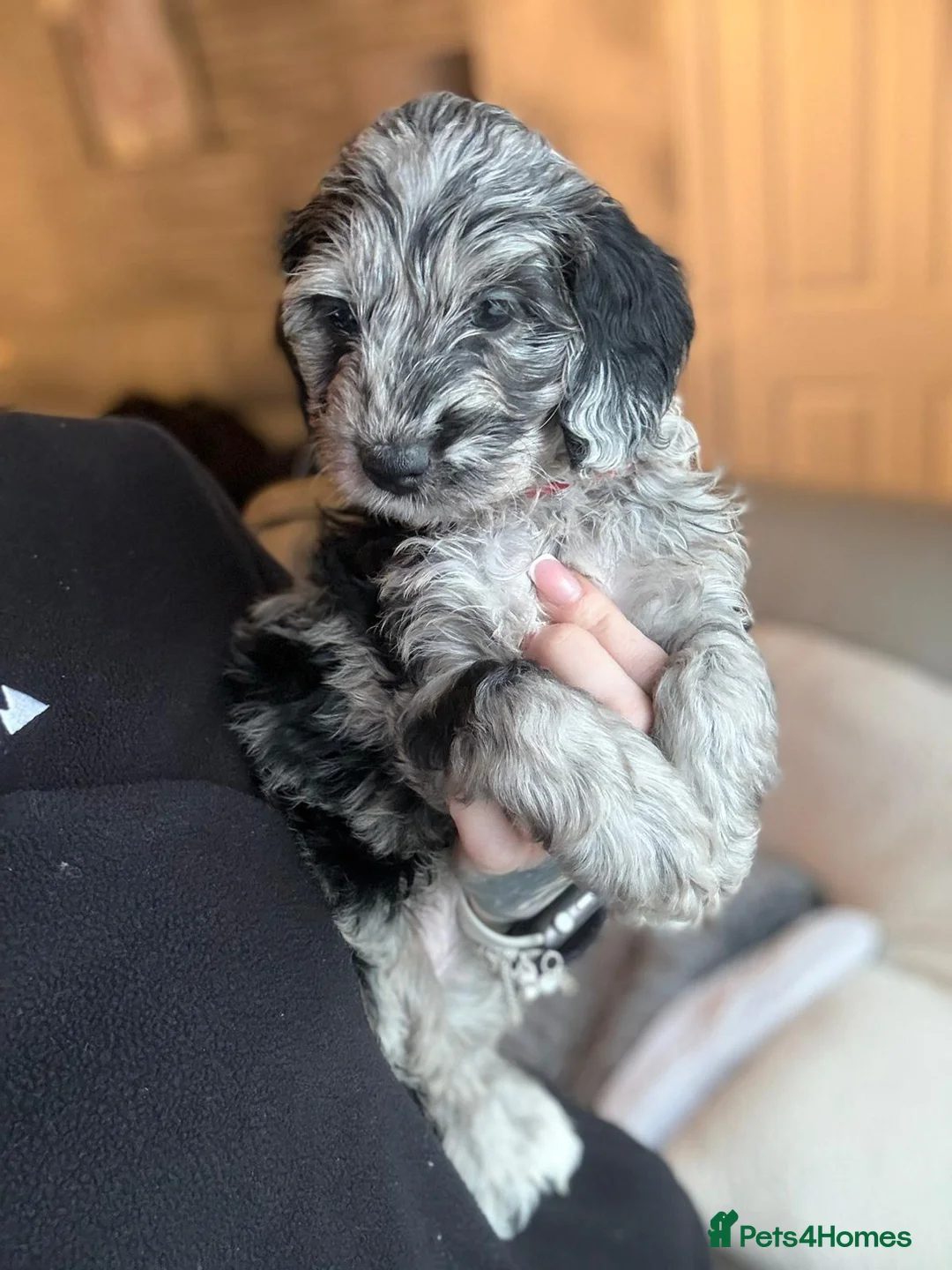 Cockapoo dogs for sale: Ready to go Stunning F1b Merle cockapoos  - Advert 8