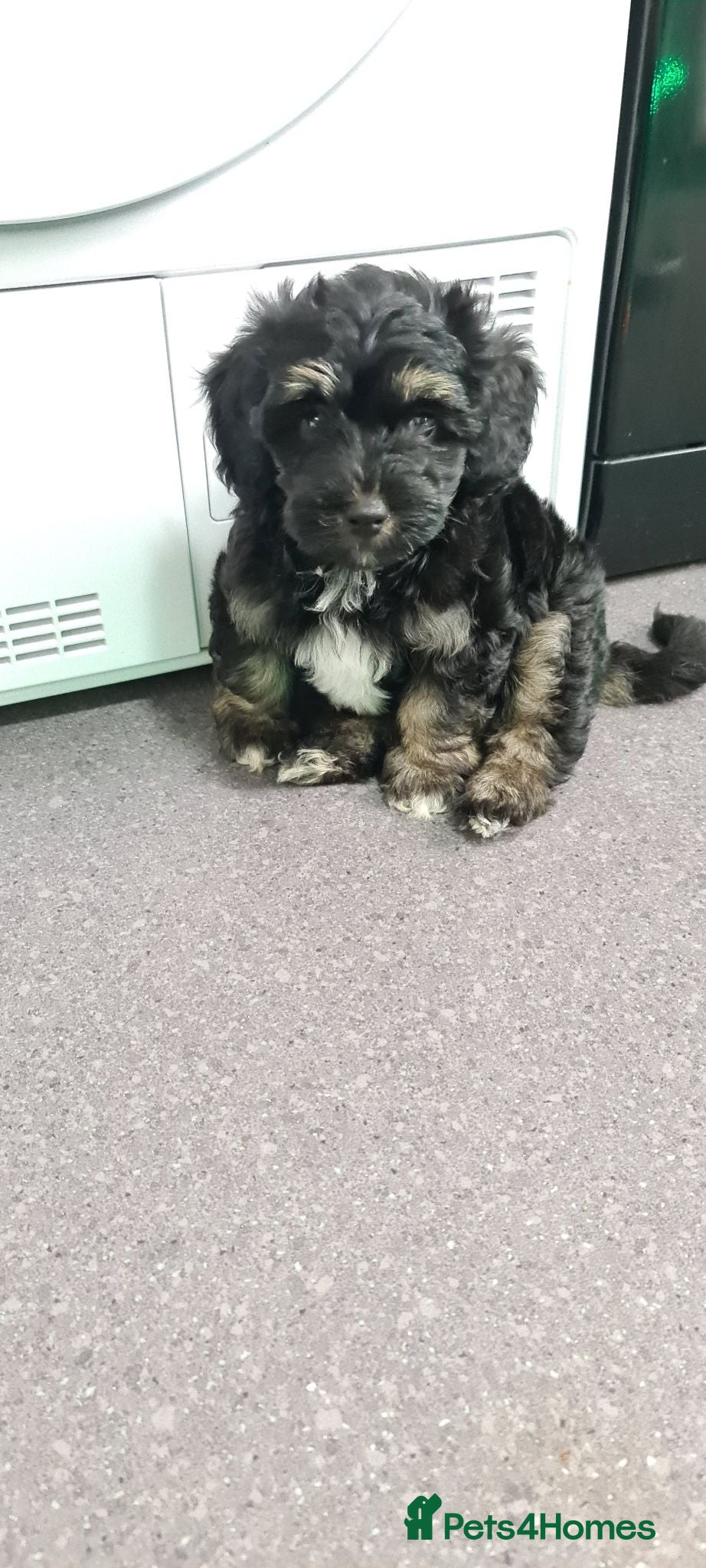 Jackapoo dogs READY NOWTiny fluffy jackapoo pups last boy  - Advert 9