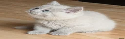 Selkirk Rex cats for sale: 😻 Beautiful Selkirk Rex Kittens 😻 - Advert 5