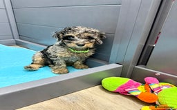 Cavapoo dogs for sale: READY NOW! Adorable Phantom F1b Cavapoo puppies  - Image 32