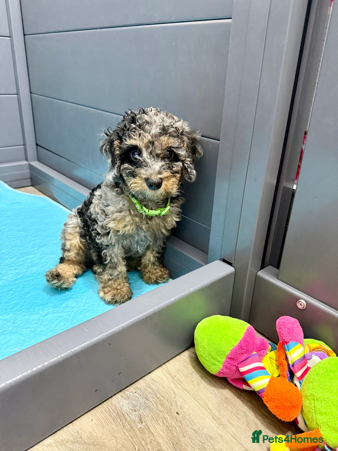 Cavapoo dogs for sale: READY NOW! Adorable Phantom F1b Cavapoo puppies  - Image 32