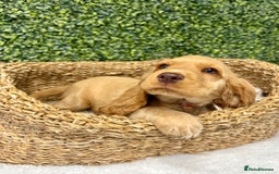 Cocker Spaniel dogs for sale: 🧡READY TO LEAVE Cocker Spaniel Puppies For Sale - Image 2