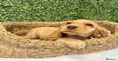 Cocker Spaniel dogs - Advert 13
