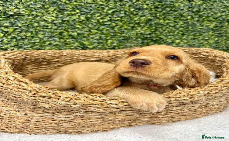 Cocker Spaniel dogs - Advert 2