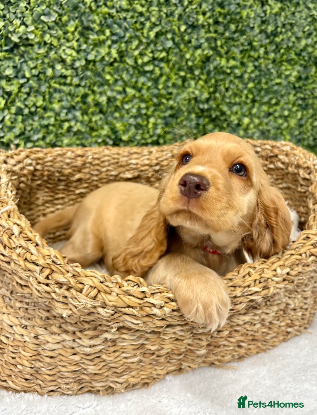 Cocker Spaniel dogs for sale: 🧡READY TO LEAVE Cocker Spaniel Puppies For Sale - Image 2