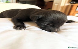 Whippet dogs for sale: Whippet/bedlington + whippet/collie - Image 5