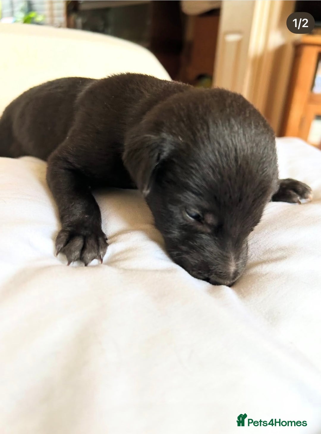 Whippet dogs for sale: Whippet/bedlington + whippet/collie - Image 5