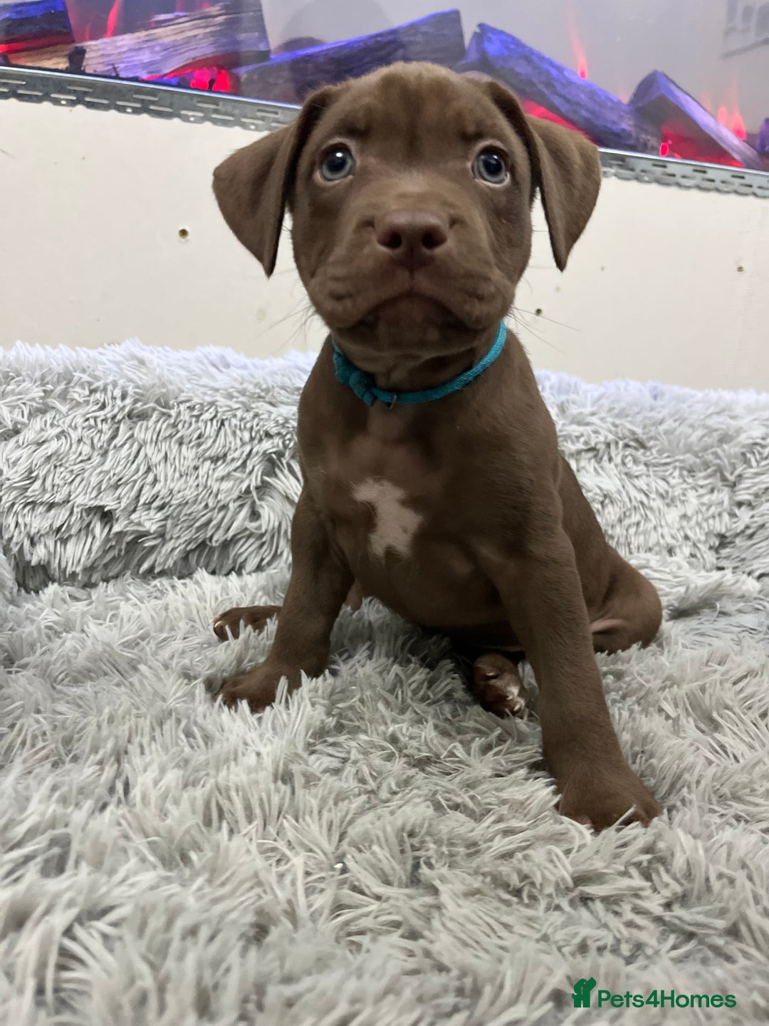 American Bull Staffy dogs for sale: Staffy Bull Puppies - Advert 32