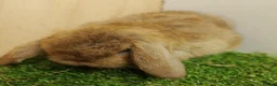 Mini Lop rabbits for sale: Mini Lop Baby Rabbits – Vaccinated  VHD Yurvac - Advert 5