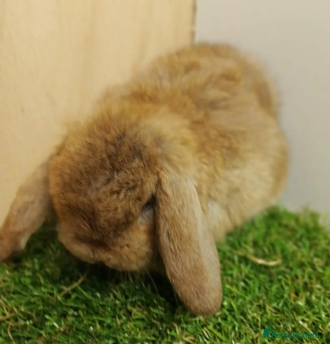Mini Lop rabbits for sale: VHD- Vaccinated-Mini Lop Baby Rabbits  - Advert 19